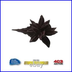 Star Trek Strange New Worlds? Authentic Prop? Dried Natural Star Pod