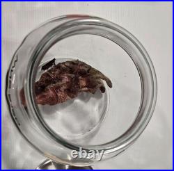 Star Trek Strange New Worlds? Authentic Prop? Federation Heart Specimen