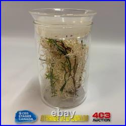 Star Trek Strange New Worlds? Authentic Prop? Sick Bay Vegetation Specimen