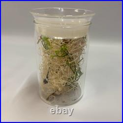 Star Trek Strange New Worlds? Authentic Prop? Sick Bay Vegetation Specimen