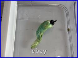 Star Trek Strange New Worlds? Screen-Used? ONE? Kirk Xeno Biology Sample